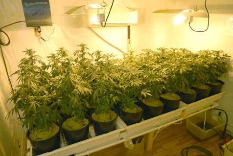 medical marijuana grow
